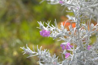 Eremophila nivea 'Pink Pearl'