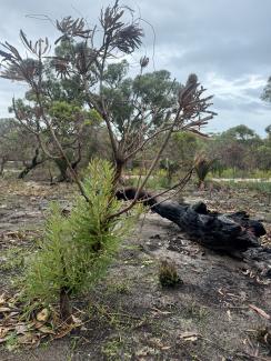 Fire site Kings Park