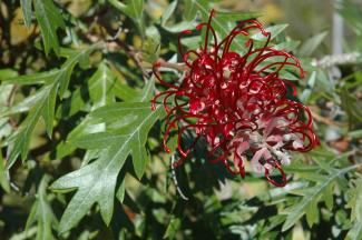 Cherry Moon Cherry Moon