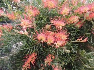 Coral Fusion Coral Fusion