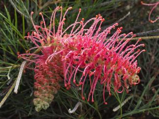 Cupid's Dream Cupid's Dream