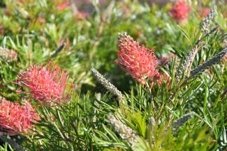 Grevillea Eleanor