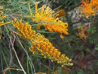 Grevillea Webb's Legacy