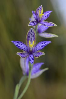 Thelymitra variegata Thelymitra variegata