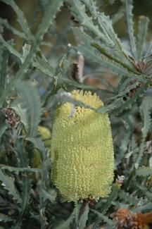 Banksia pilostylis