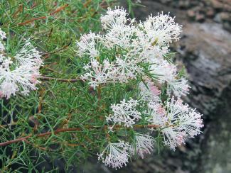 Hakea lissocarpha Hakea lissocarpha