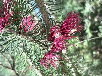 Calothamnus hirsutus Calothamnus hirsutus