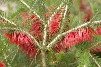 Calothamnus quadrifidus Calothamnus quadrifidus