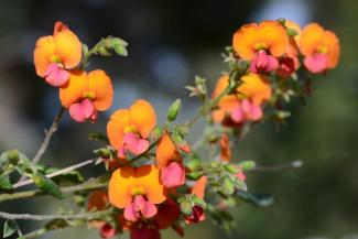 Chorizema varium Chorizema varium