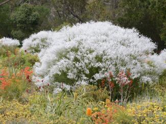Conospermum stoechadis Conospermum stoechadis