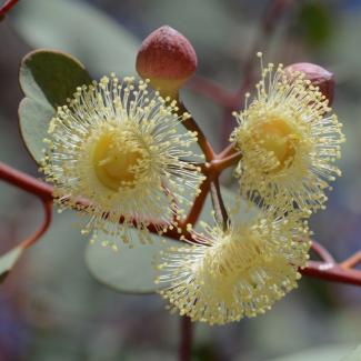 Eucalyptus websteriana Eucalyptus websteriana