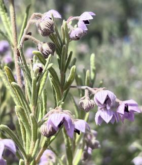 Guichenotia ledifolia Guichenotia ledifolia