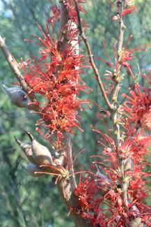 Hakea orthorrhyncha Hakea orthorrhyncha