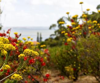 Treading Softly: Mindfully Meeting Nature in Kings Park