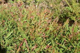 Acacia bifaria Acacia bifaria