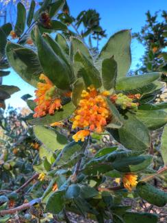 Grevillea pimeleoides