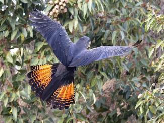 Birds of Kings Park Birds of Kings Park