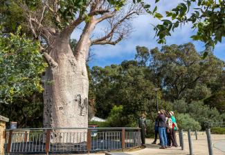 Guided walk group next to Gija Jumulu (Giant Boab)