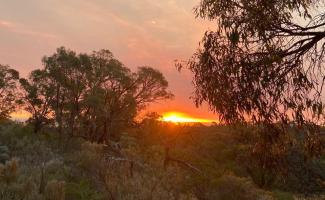 Sunrise in Bold Park