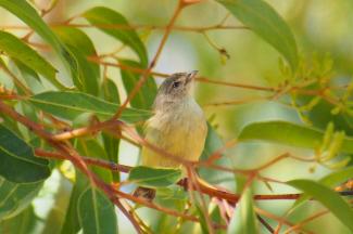Weebill Bold Park