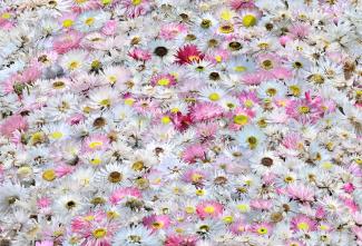 Rebecca Tunks Flower Collage Rebecca Tunks Flower Collage