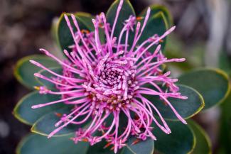 Isopogon latifolius photographer Xiaoyu Yang Isopogon latifolius photographer Xiaoyu Yang