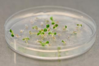 seedlings in petri dish