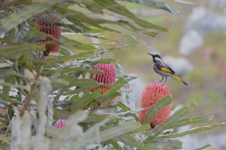 Food Chains of a Banksia Woodland Food Chains of a Banksia Woodland