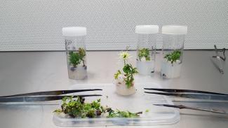 plants in agar