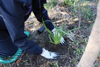 Resilient Landscapes