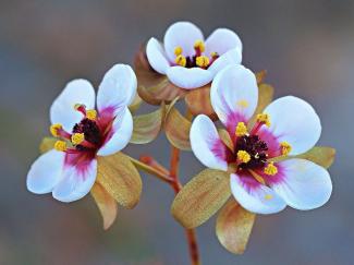 Christopher Peacock Drosera macropetala