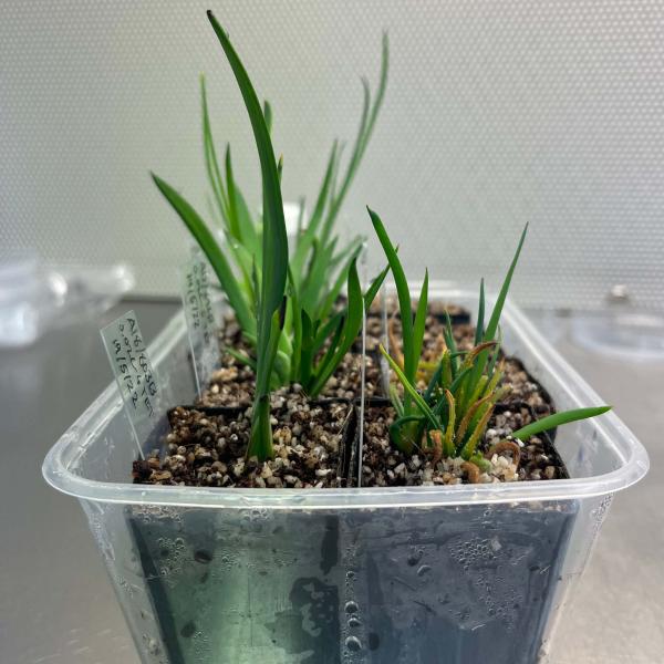 Anigozanthos growing in in-vitro soil.