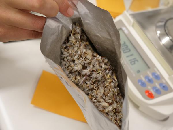 Everlasting seeds in an open bag.