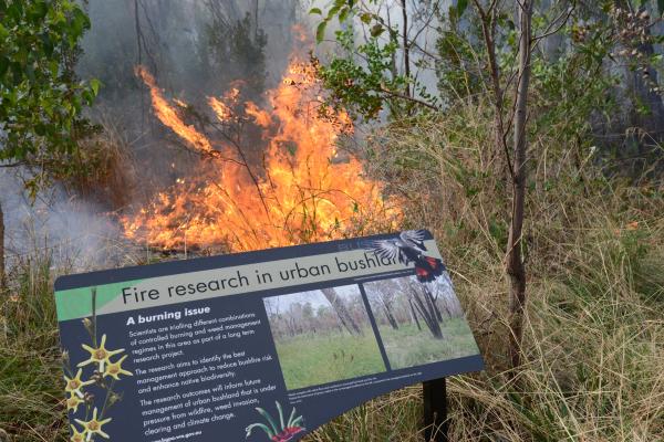 A scientific burn taking place in the bushland.