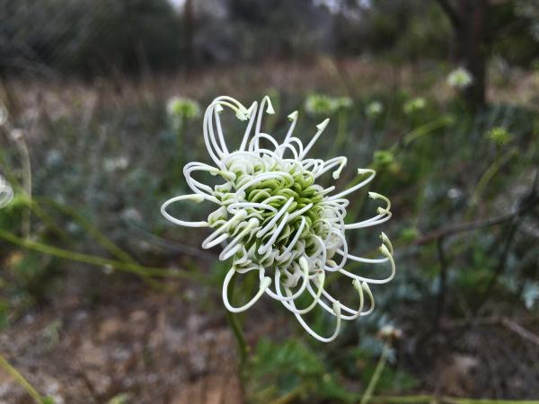 Grevillea scapigera flower