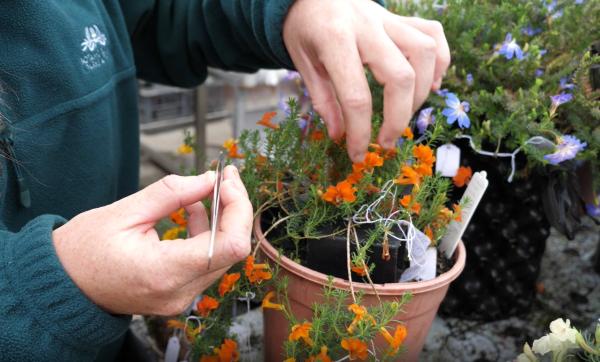 A woman cross-breeding leschenaultias.