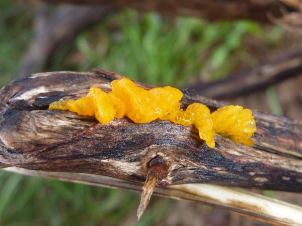 Yellow Brain Fungus on a tree branch.