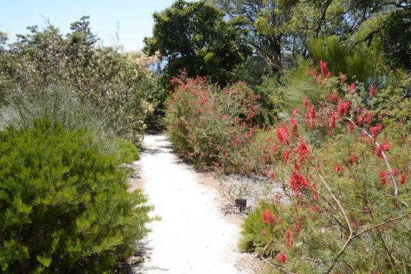 A path through the Grevillea and Hakea Garden