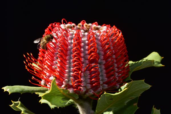 Bee on a Banksia coccinea flower on a black background.