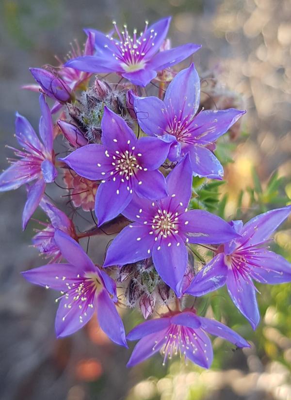 A cluster of purple Calytrix sapphirina  flowers.