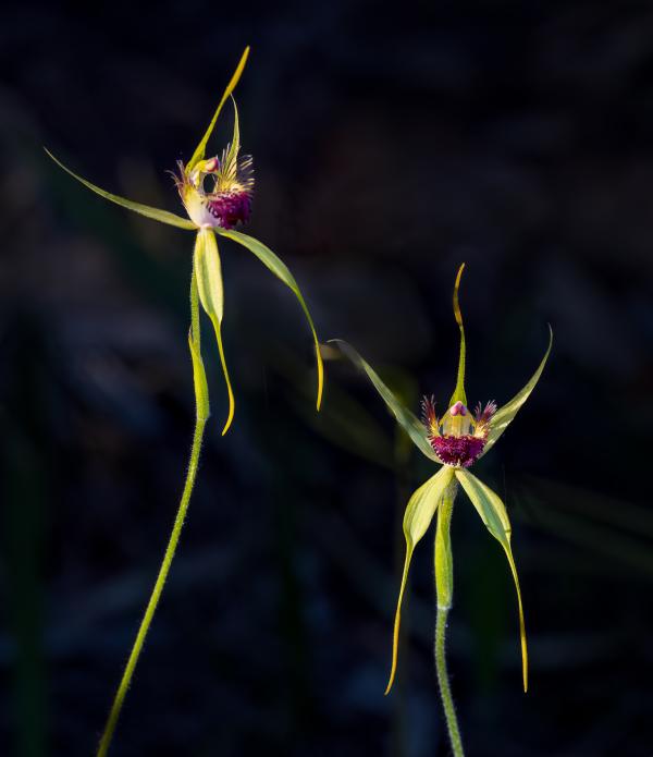 Two spider orchids in bloom against a black background.