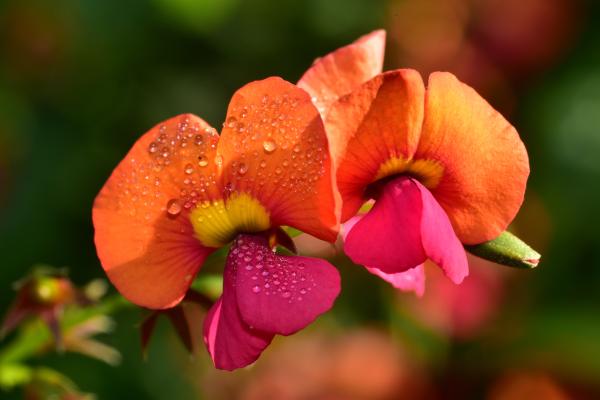 Chorizema sp. Two flame pea flowers in close-up.
