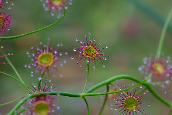Close up of sticky drosera blooms.