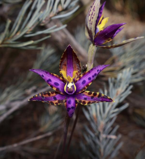 Purple Eastern Queen of Sheba flower.