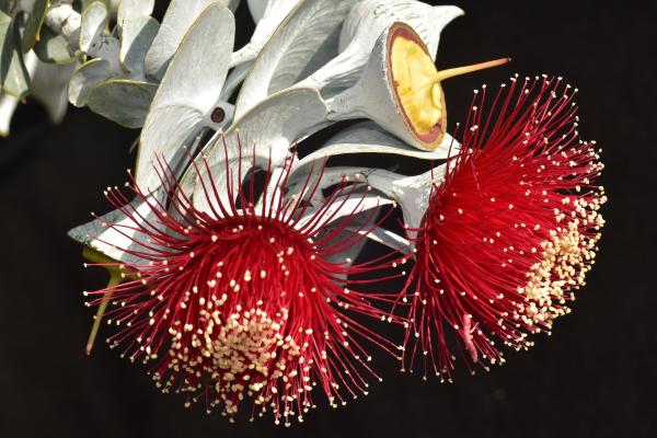 Two red flowers on a Eucalyptus rhodantha (Rose Mallee).