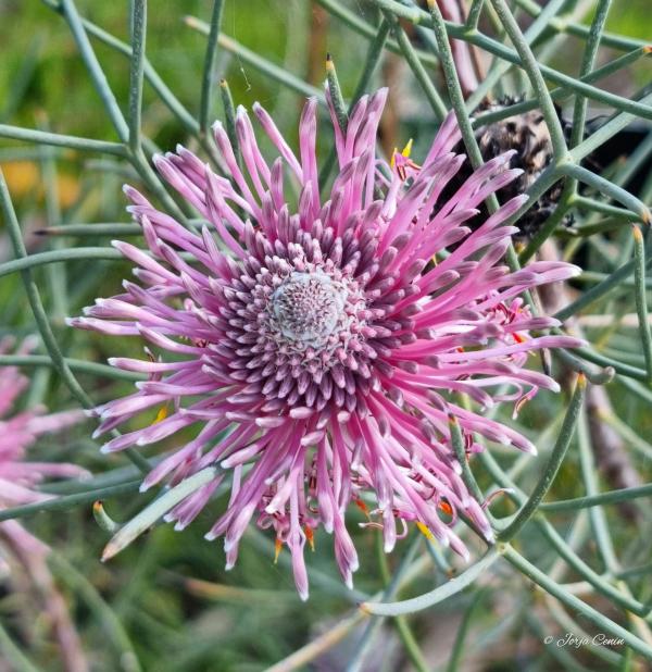 Close up of pink Isopogon divergens (Spreading Coneflower) bloom.