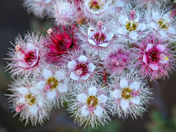 Verticordia huegelii captured by Julia Griffiths Verticordia huegelii captured by Julia Griffiths