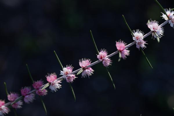 Hypocalymma angustifolium (White Myrtle) by Hau Yi Law Hypocalymma angustifolium (White Myrtle) by Hau Yi Law