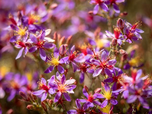 Calytrix strigosa by Julia Griffiths Calytrix strigosa by Julia Griffiths