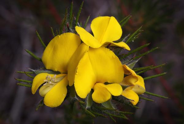 Gompholobium capitatum by Sharon Collins Gompholobium capitatum by Sharon Collins